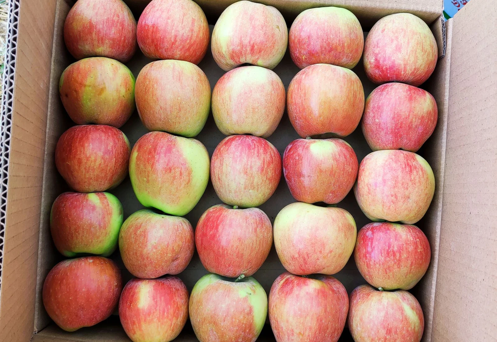How to Design Fruit Packaging for Export: Ventilation, Moisture and Stacking
